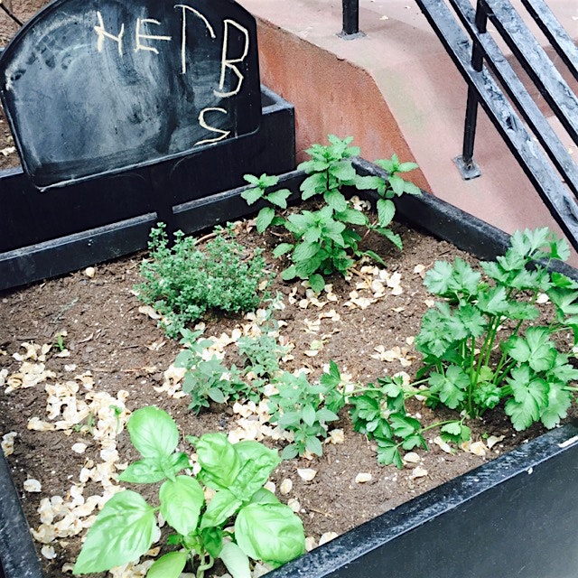 Neighborhood herb garden // So much adorableness // West 68th Street between Columbus and CPW.