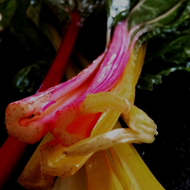 Rainbow chard and kale recipe on my blog! So easy and so tasty!! 