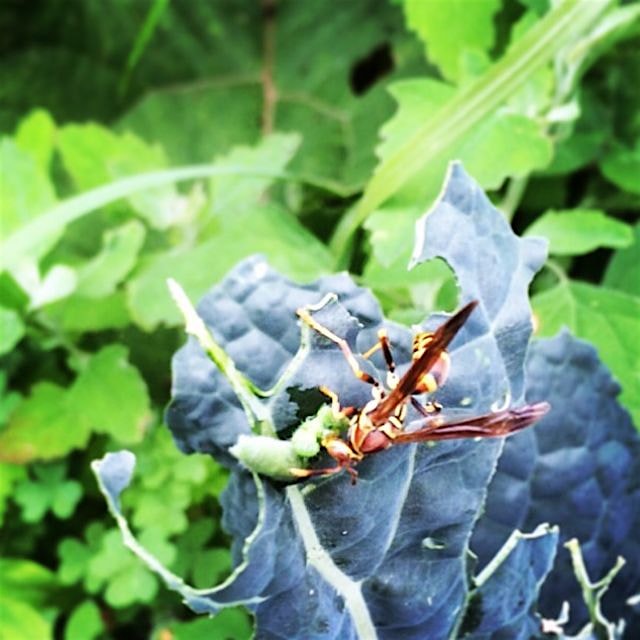 A wasp eating a worm on kale, "lunch eating lunch"