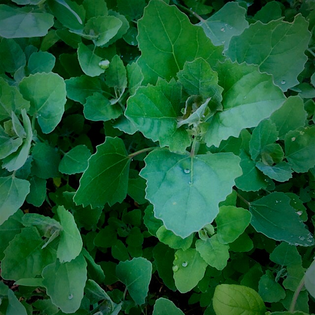 Wherever I grow spinach lamb's quarters is sure to follow. More nutritious, better tasting (butte...