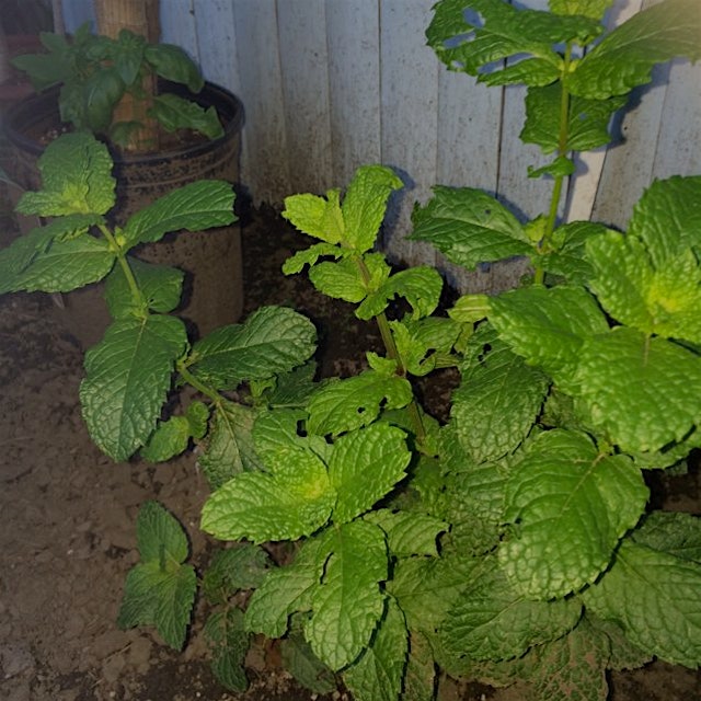 Mint growing in our urban garden! (Can you see the Basil in the back?) 