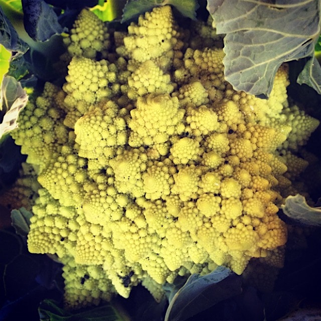 Just the most amazing vegetable Mother Nature ever created! #romanesco