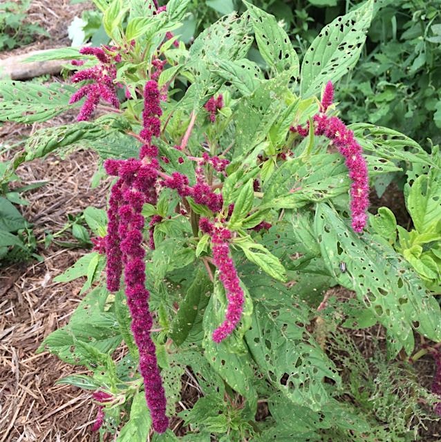 First time growing amaranth and it is looking lovely. Turns out it is a great trap crop for cucum...