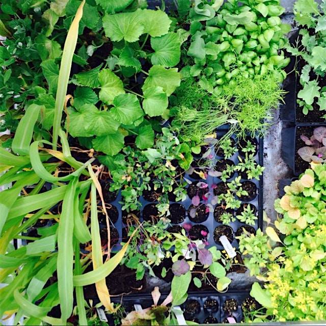 Yep- that is yellow corn growing In soho. The Elizabeth street garden also has lavender, fennel, ...