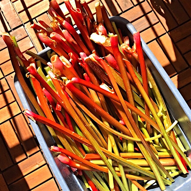 When a friend with a backyard asks if you want some rhubarb, you say YES! 