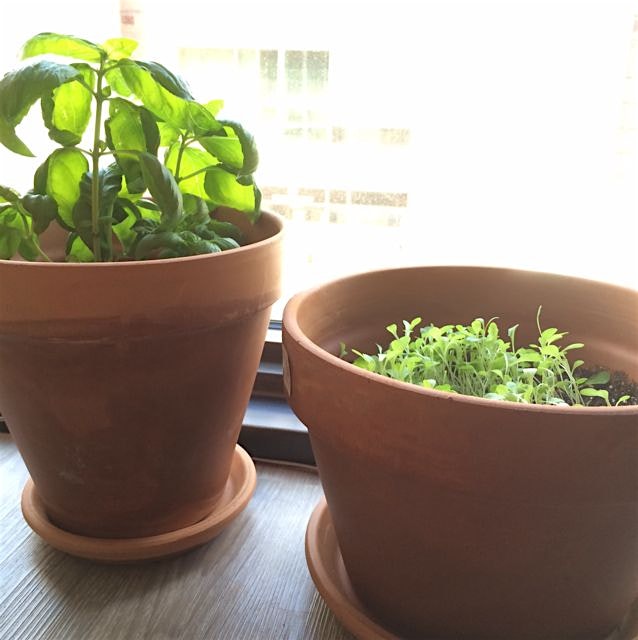 Hey there basil from my camera roll! 