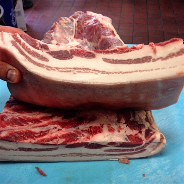 Red wattle super belly. 