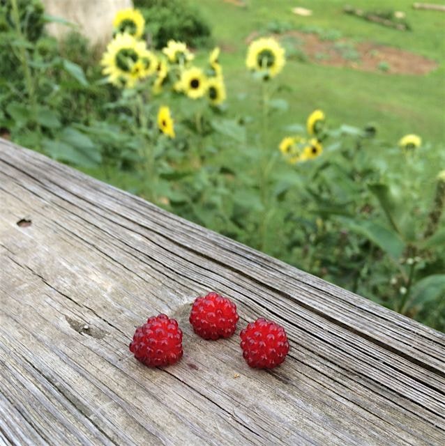 3 glistening wine berries sitting in a row