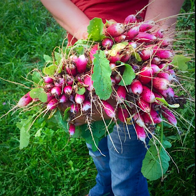 Vibrant radishes, they go in the same bed as carrots to help break up the soil before the carrots 