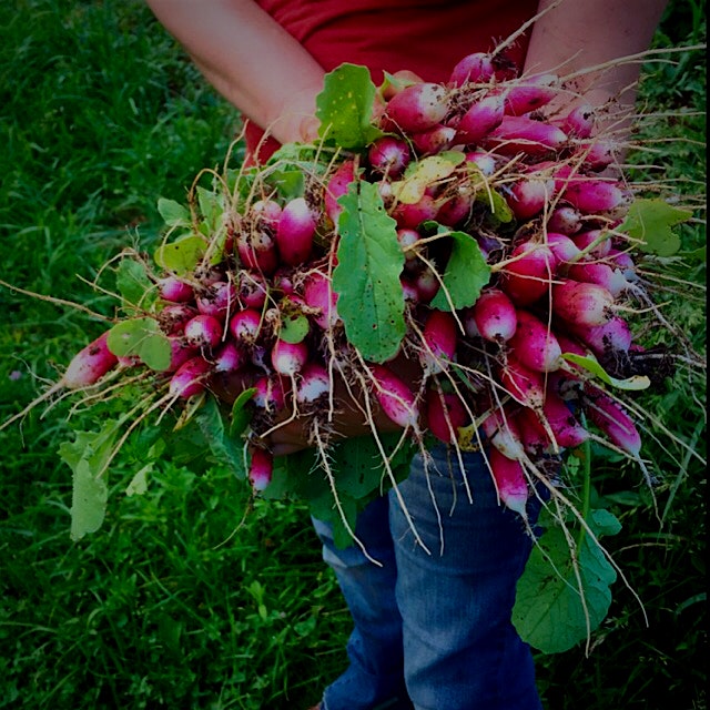 Vibrant radishes, they go in the same bed as carrots to help break up the soil before the carrots 