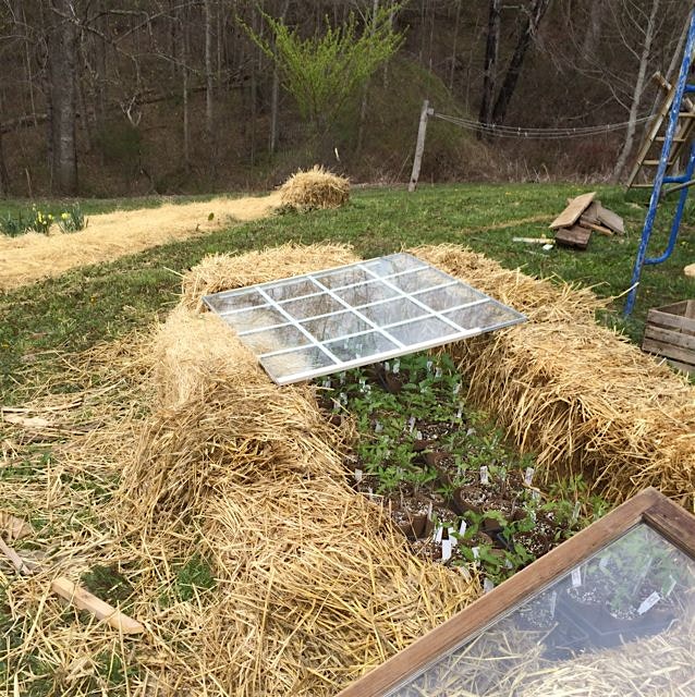 Comfy tomato and pepper plants.