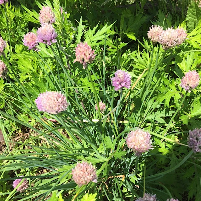 Chives blossoms
