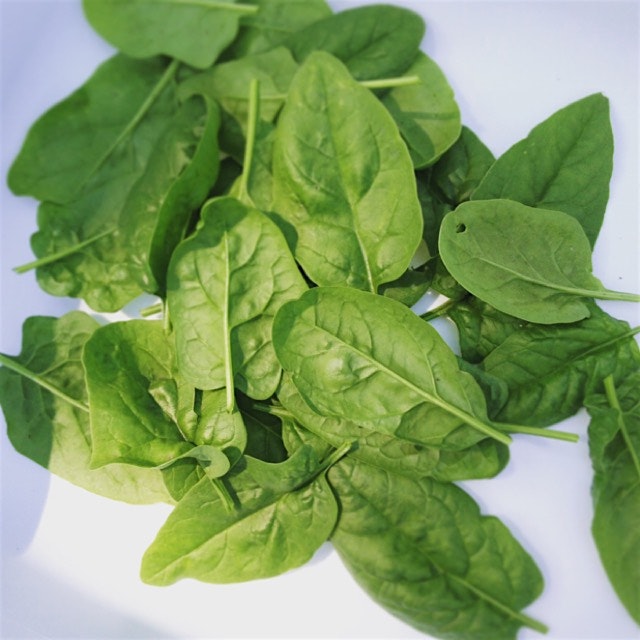 First crop of spinach from the kitchen garden. 