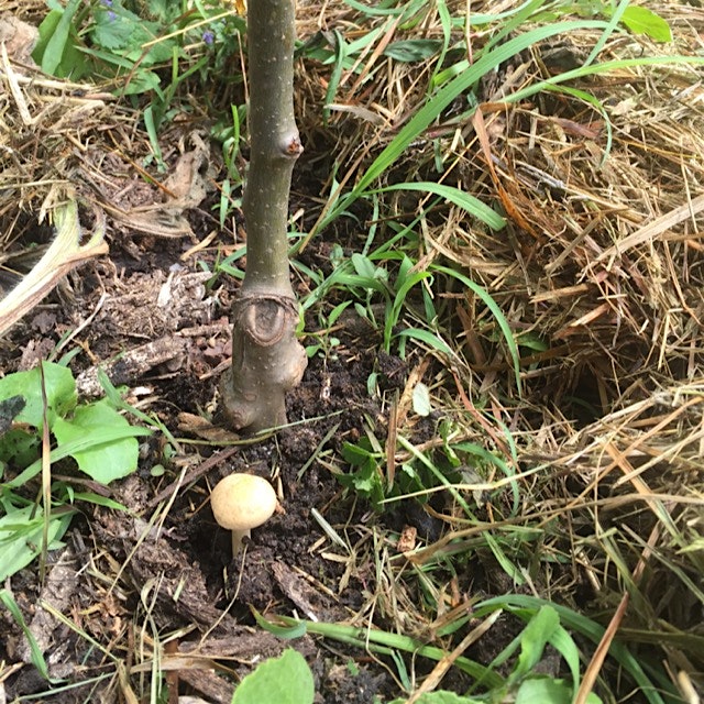 A mycorrhizal friendly environment is what I strive for around my fruit trees using ramial wood c...