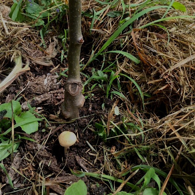 A mycorrhizal friendly environment is what I strive for around my fruit trees using ramial wood c...