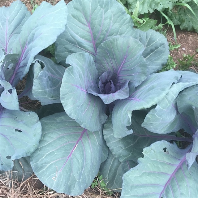 Cabbages are doing great this year, last year the flea beetles ate most. Step 1 for making Sauerk...
