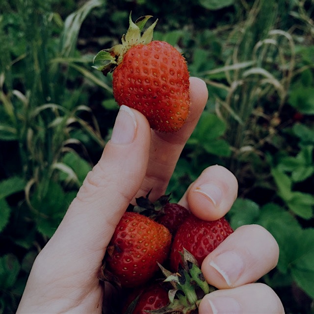 Strawberry picking in Central PA