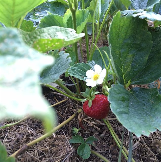 This flower slipped through (you pick first year flowers to strengthen the roots) -- yummy strawb...
