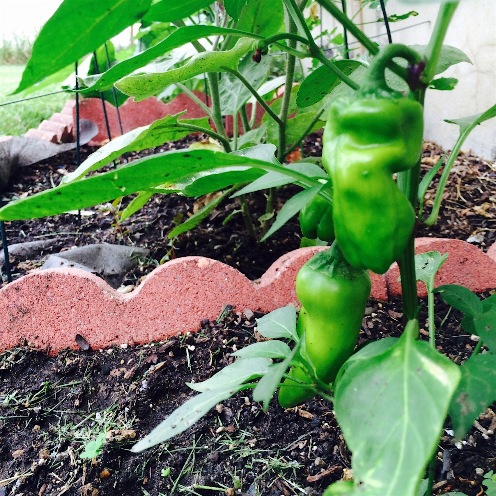 Lovely shishitos growing in the yard