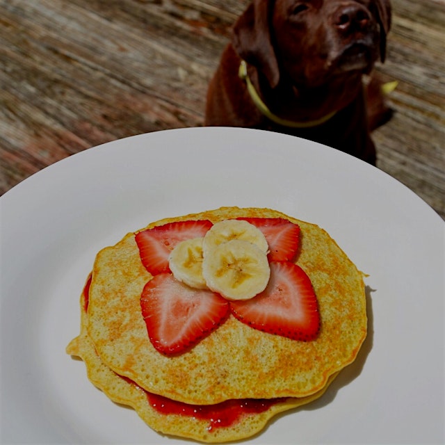 Dexter begging for banana pancakes (understandably)