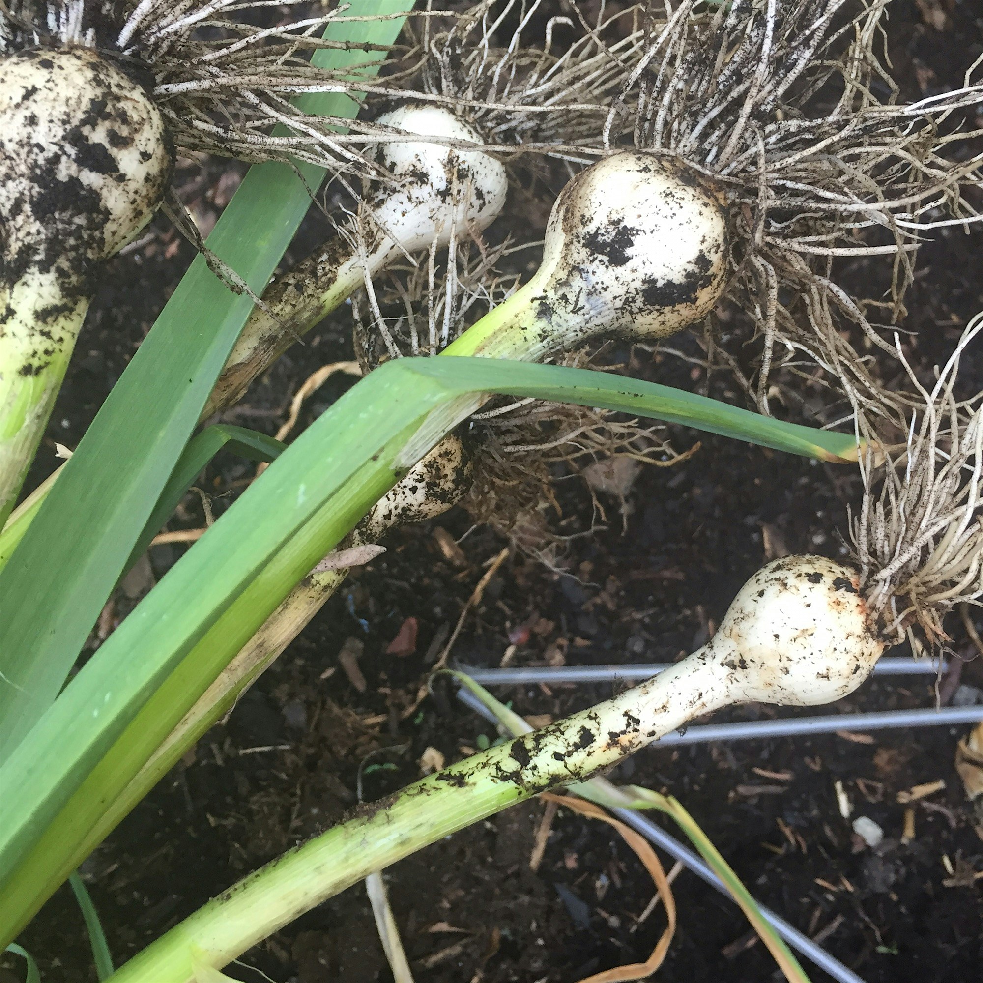 Locally harvested spring garlic!