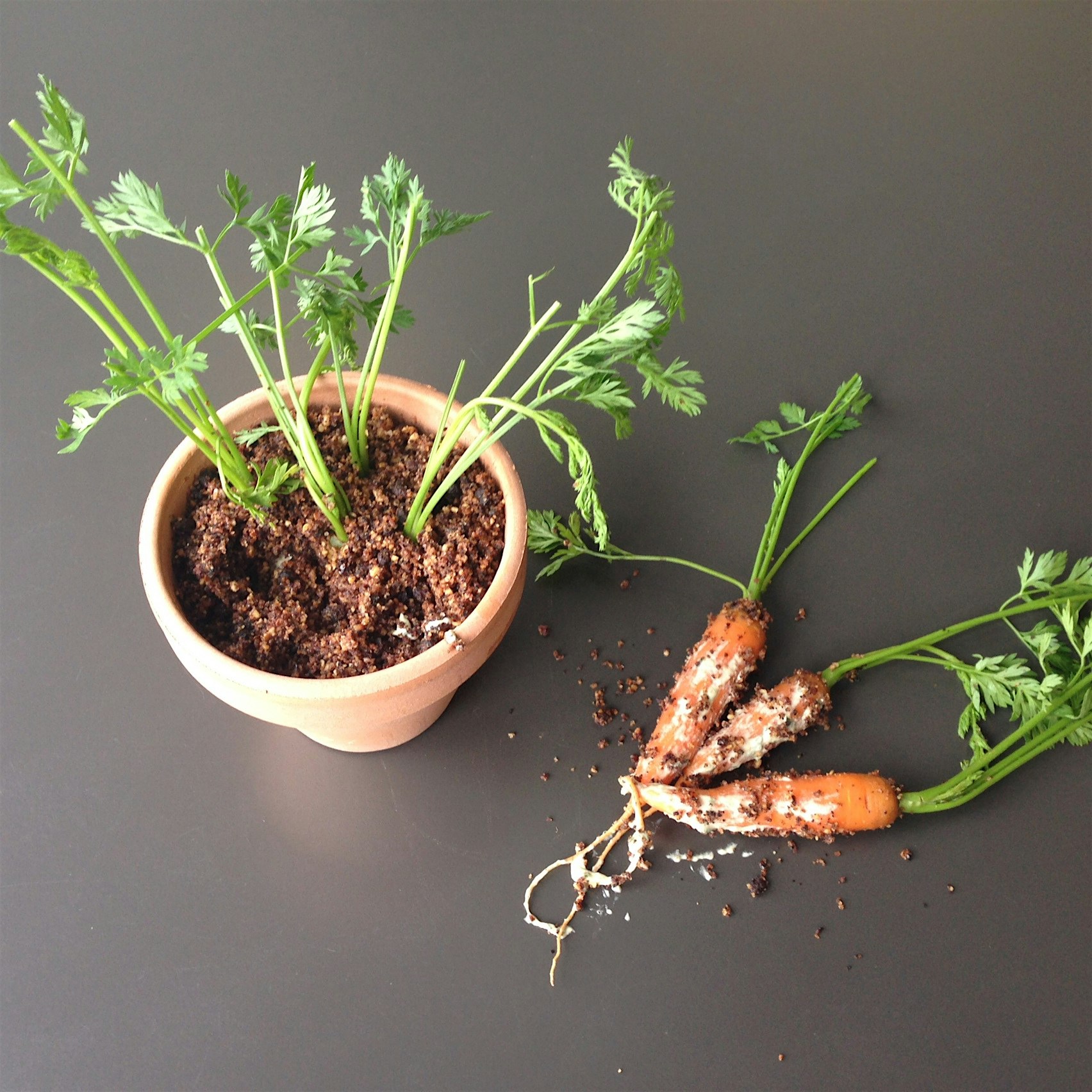 Edible Planter; Baby Market Carrots, Walnut Mousse and Edible Walnut-Currant Soil. 