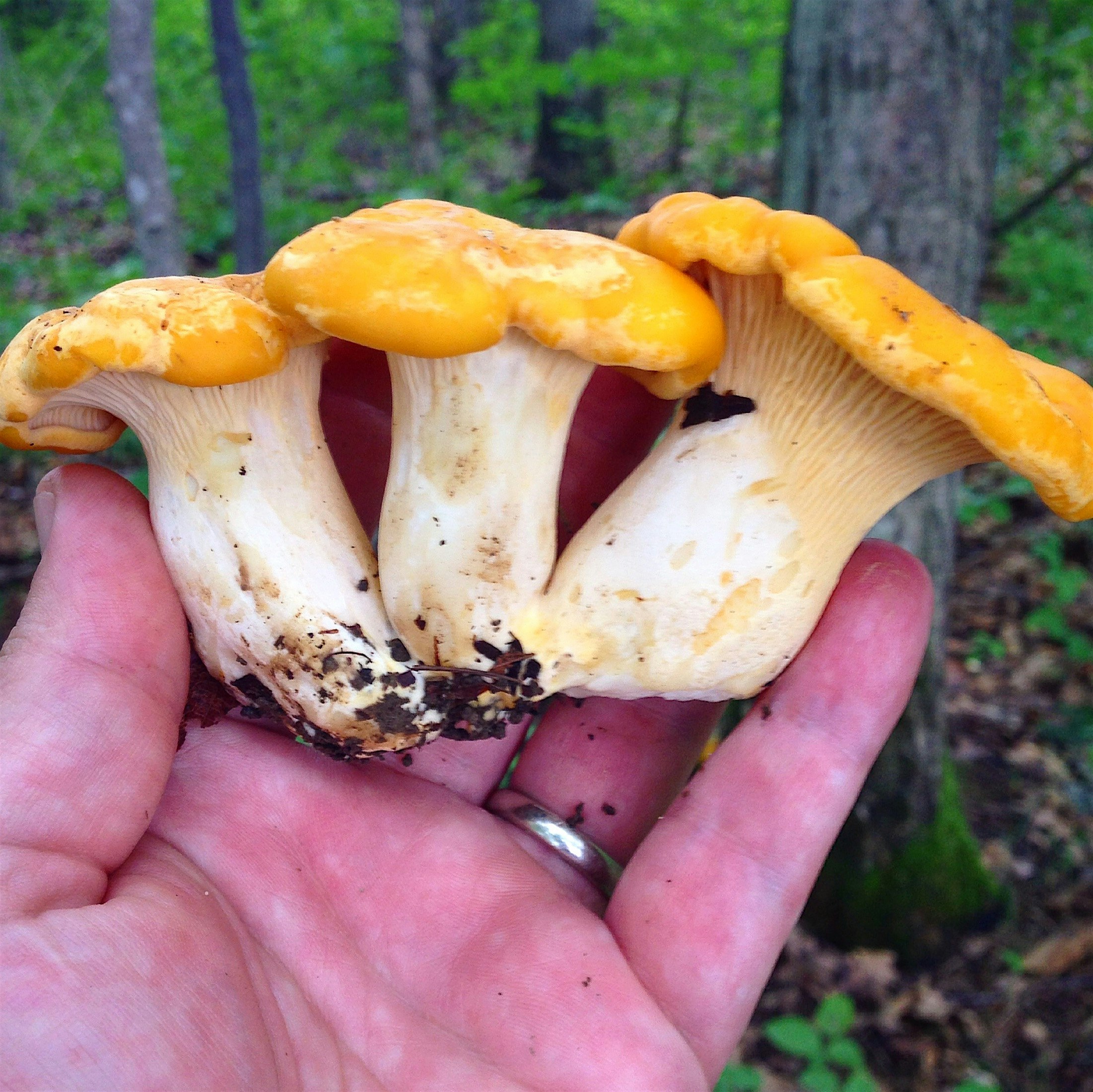 Chanterelles. 3's 