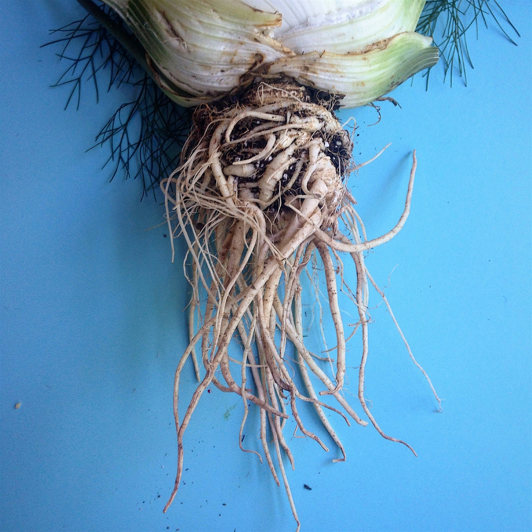 Fennel from Mapa. 