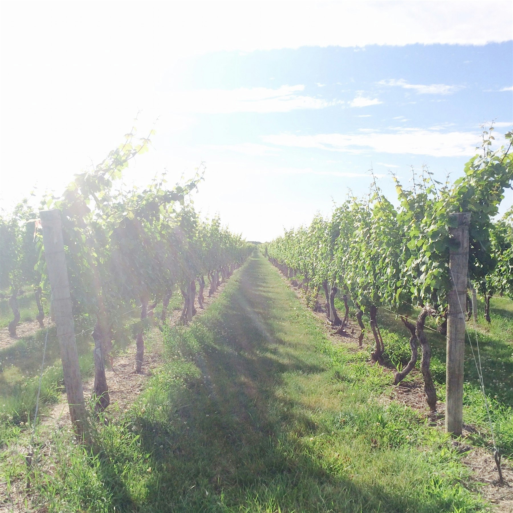 Scenes from sparkling pointe vineyard. North fork or Napa - can't tell the difference