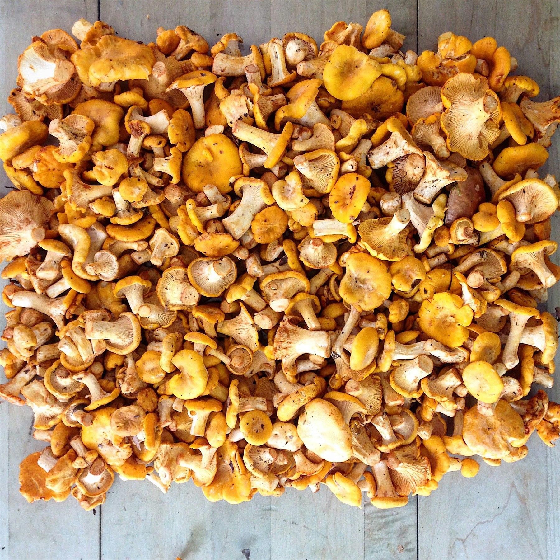 First of the season. 