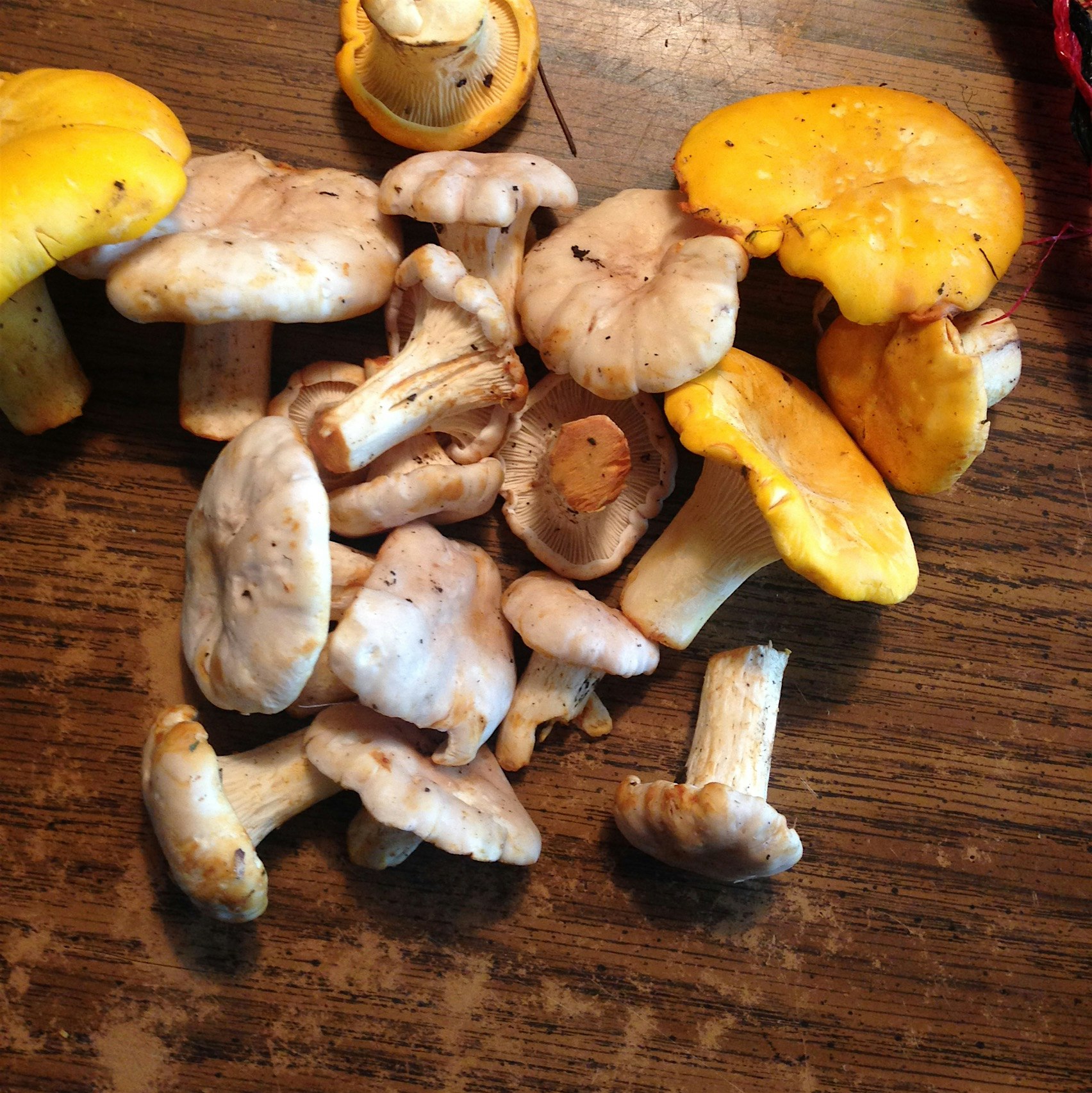 White chanterelles a rare treat. 