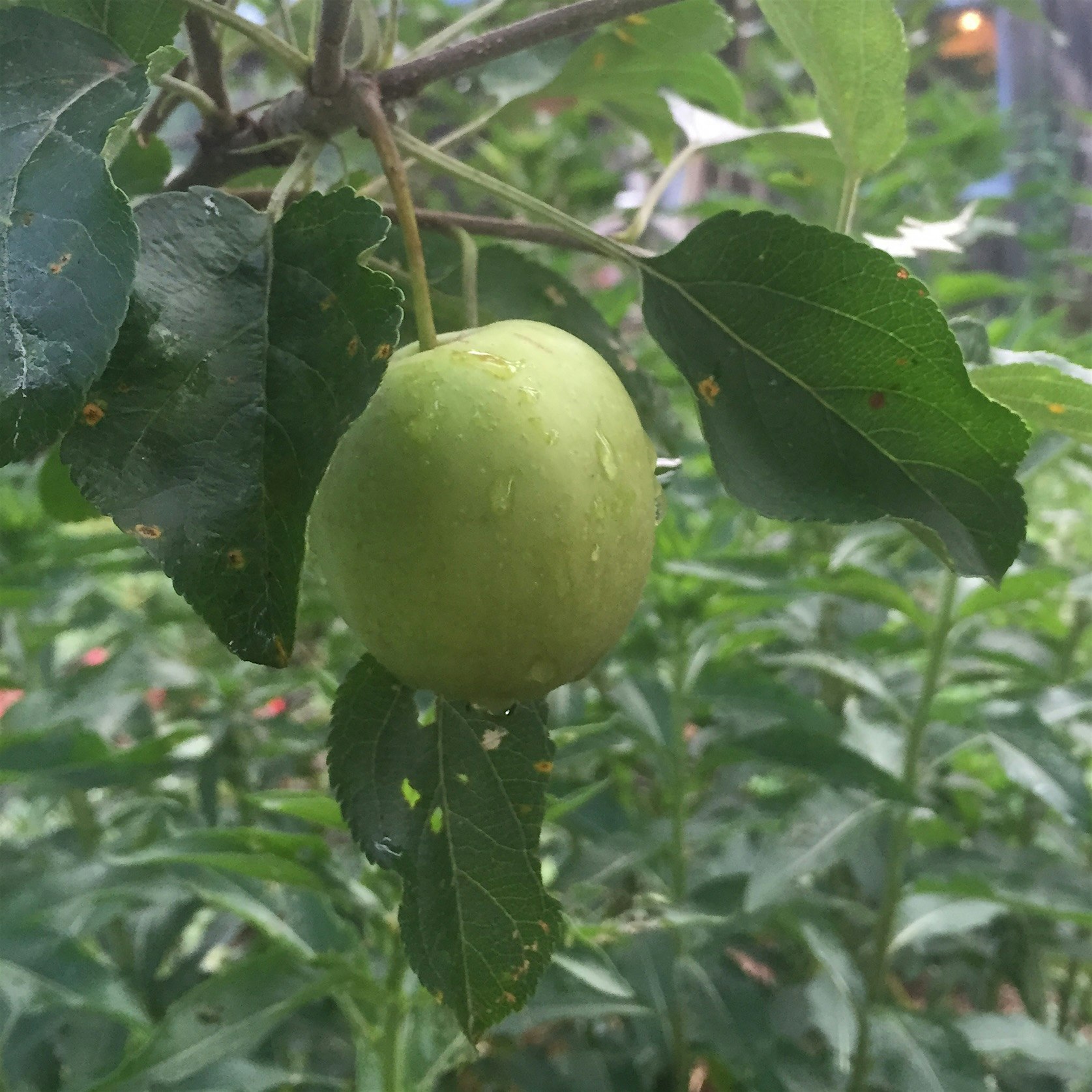 Apple in progress #fruit #fruittrees 