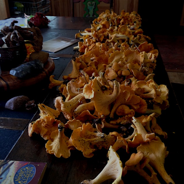 Awww yeah, Chanterelle time! Picked from my woods.