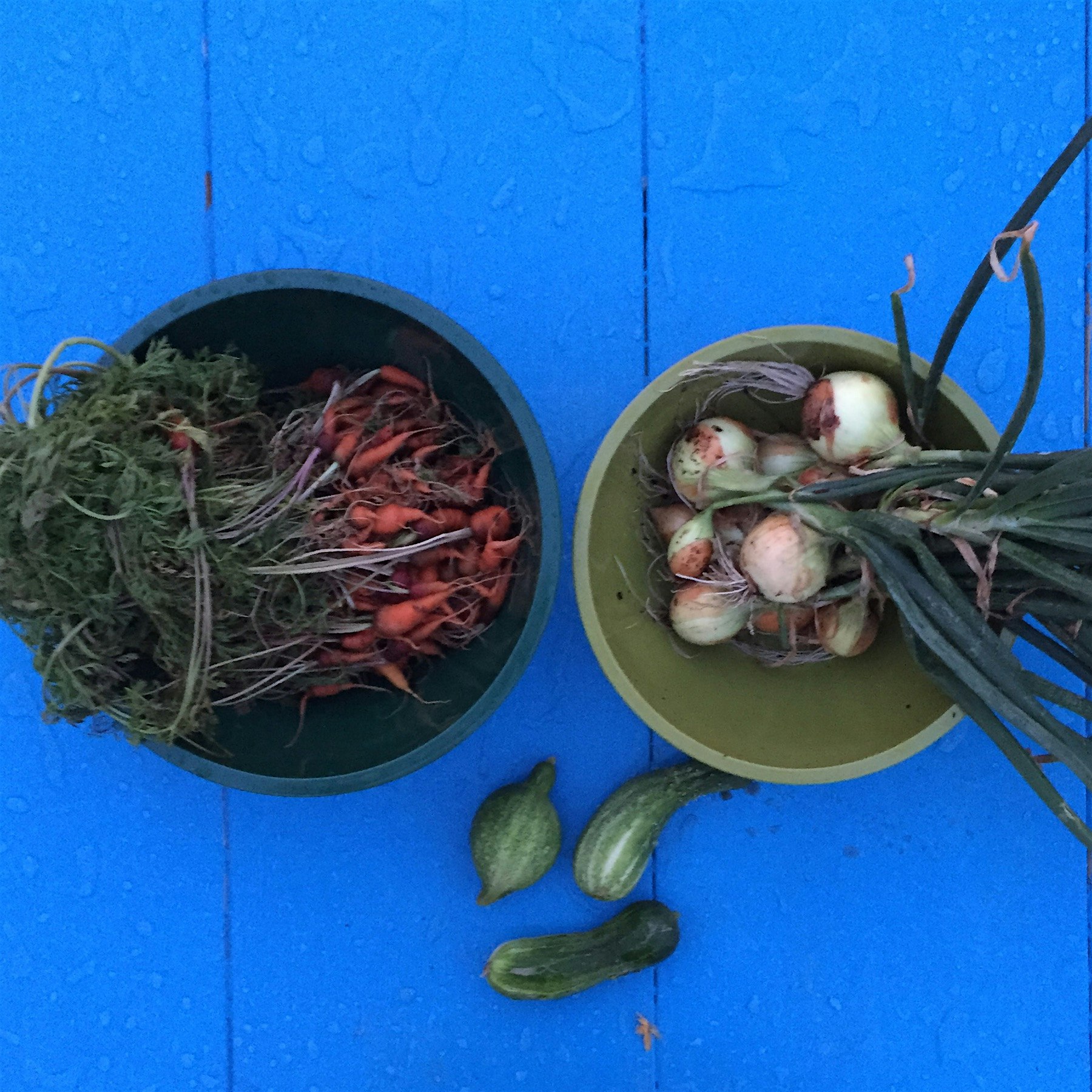 first harvest of our rooftop garden