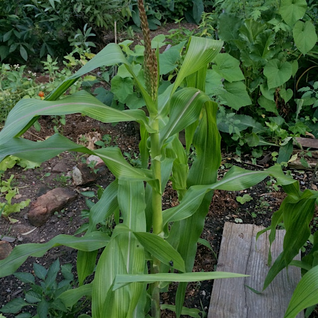 In my plot I am growing many beautiful organic veggies and herbs. The corn is just one of many. 