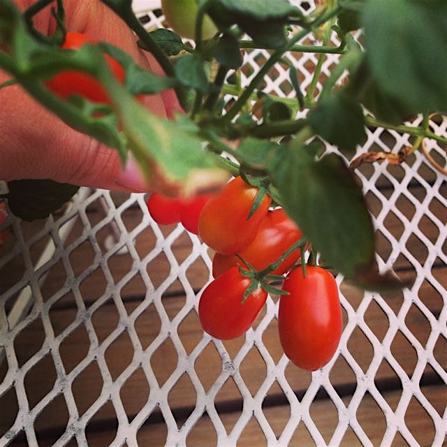 Our beautiful deck tomatoes