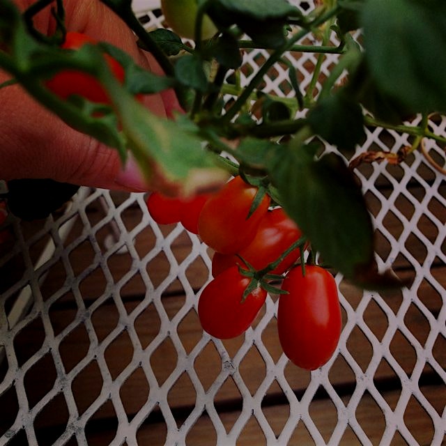 Our beautiful deck tomatoes