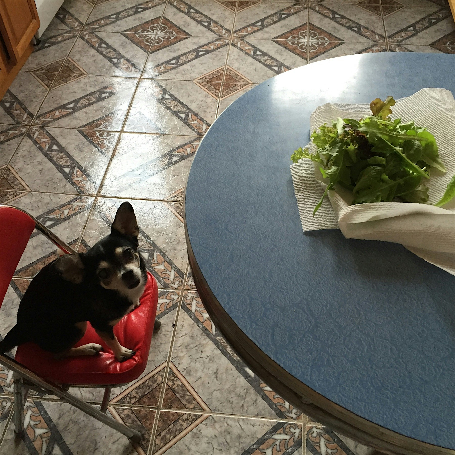Stella loves the greens from our fire escape garden!