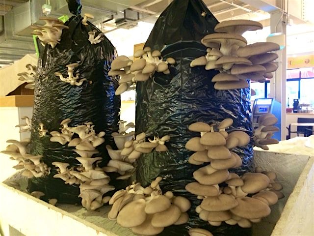 Bluefoot mushroom tree @unionmarket #dc