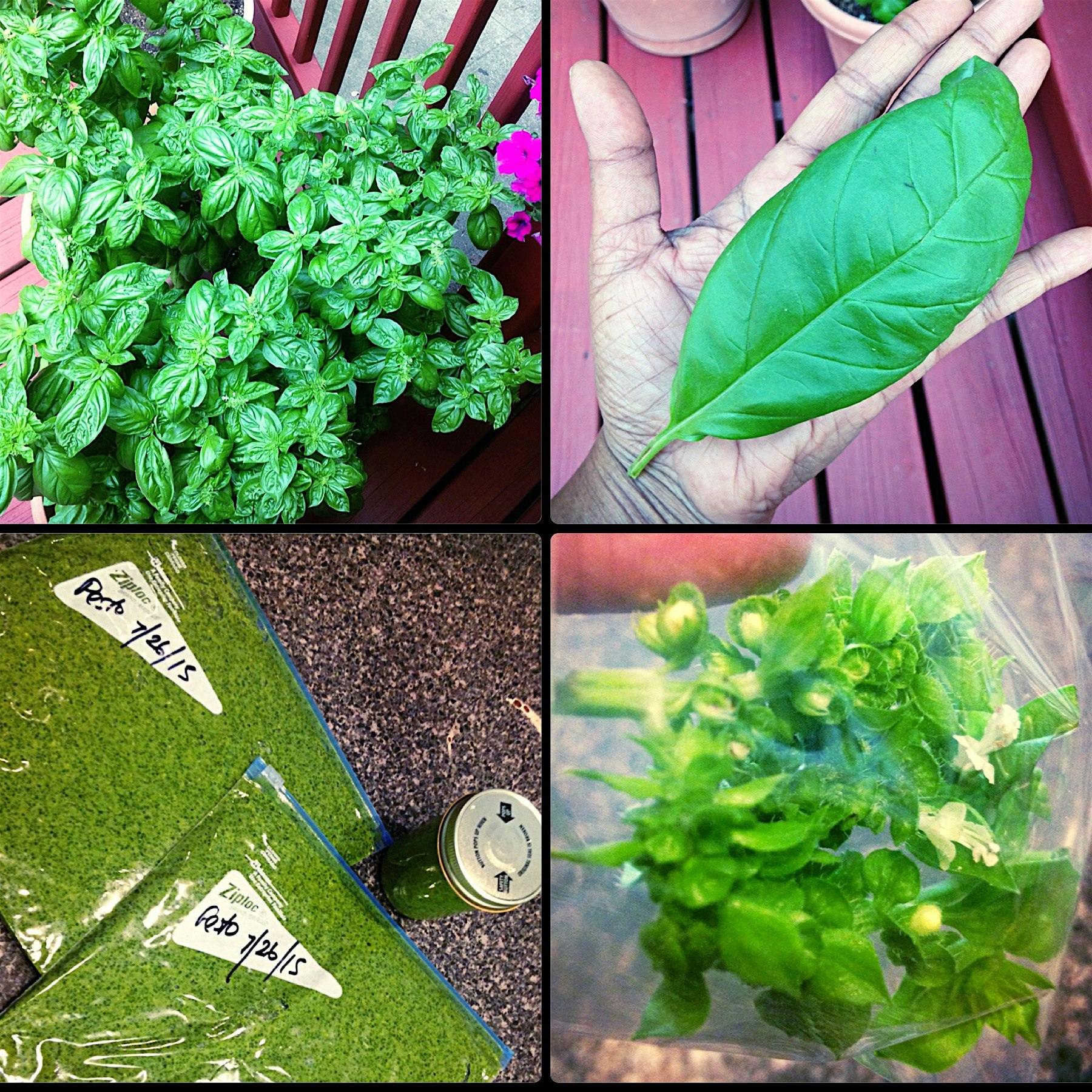 Pesto Sunday! I spent the morning harvesting the basil monster. The bottom leaves were the size o...