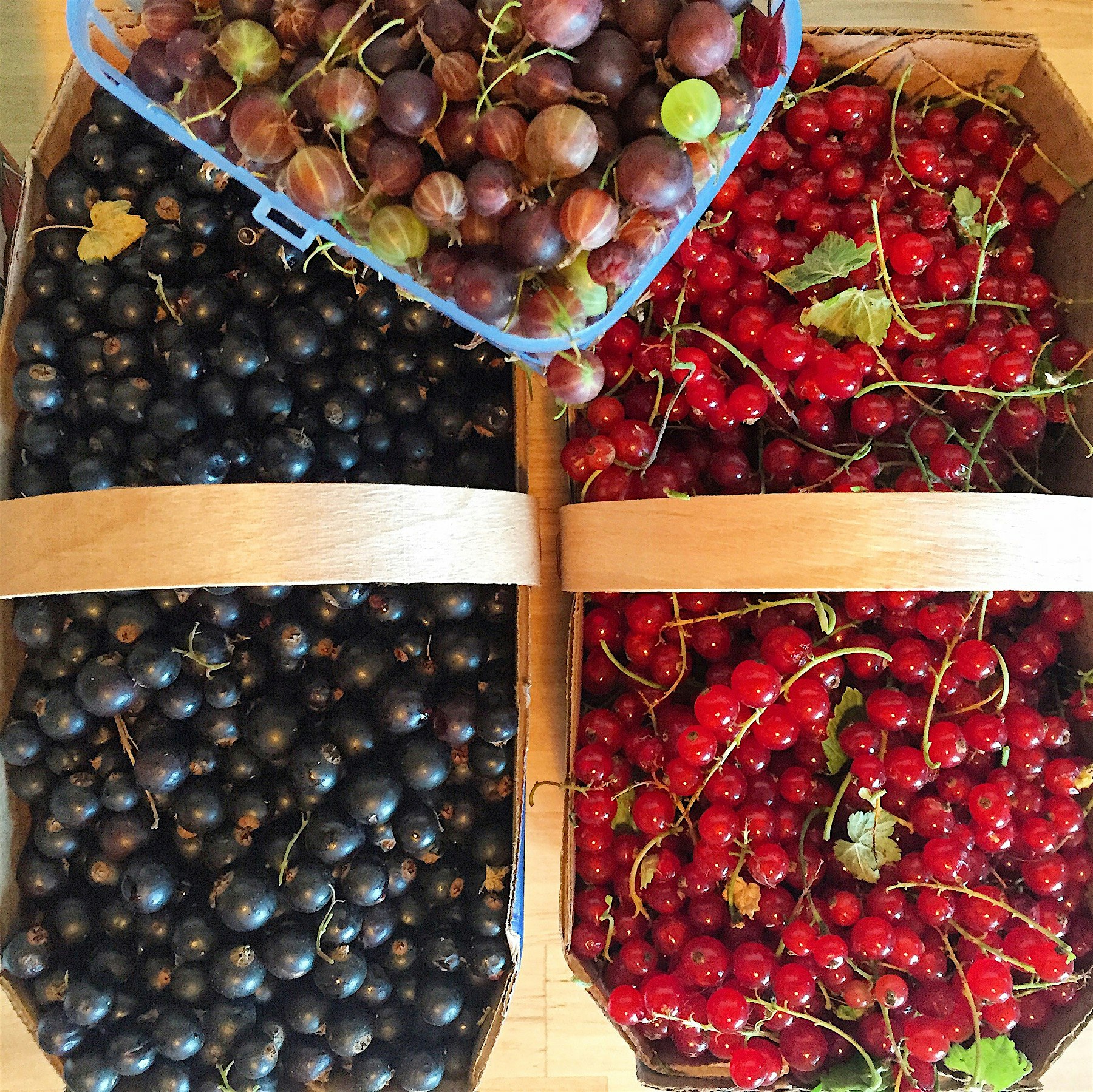 I'm giddy. Scored big at the farmers market this morning. Currants and gooseberries. 