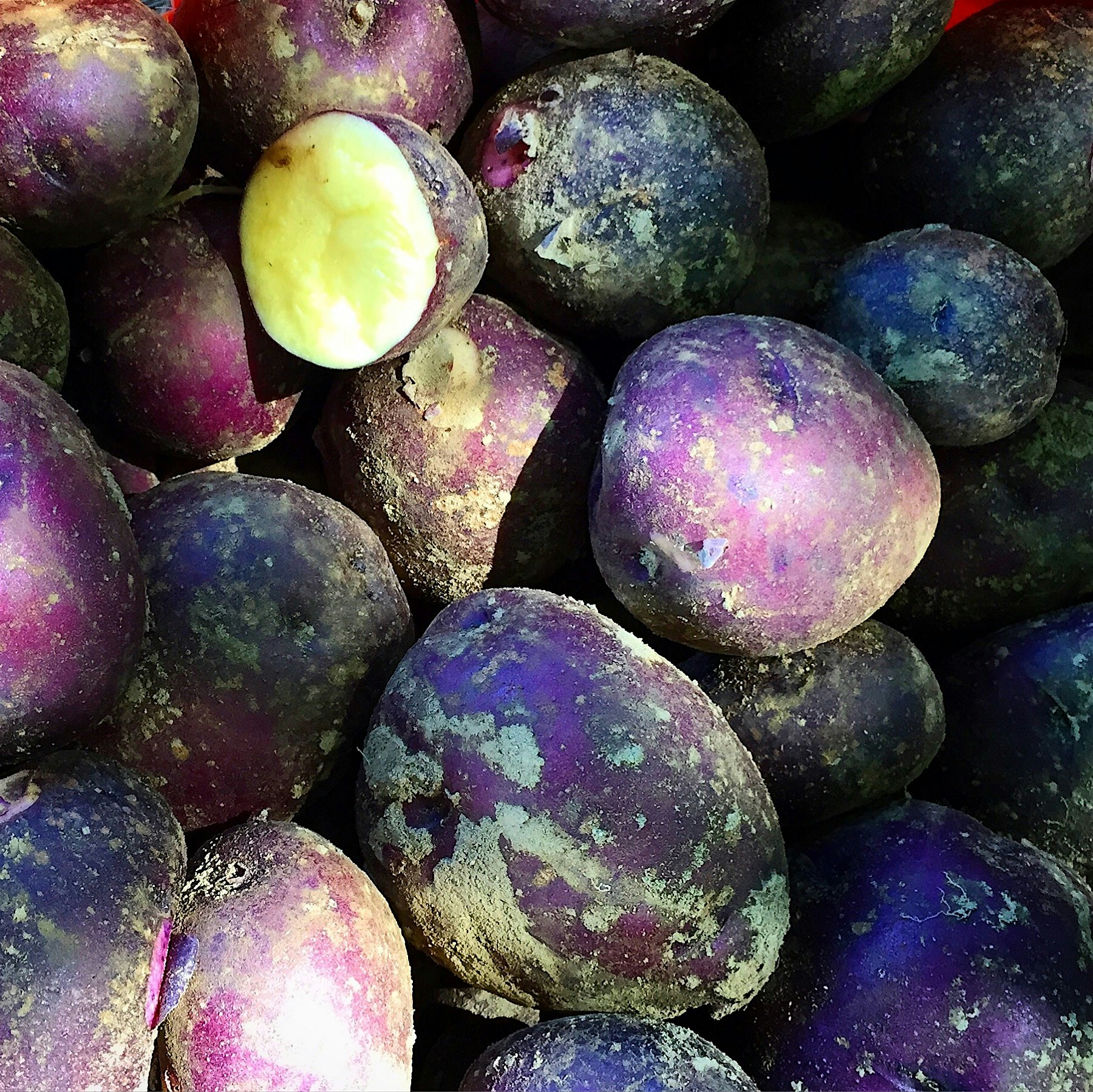 Rare potato called Peter Wilcox. Very excited to try. 