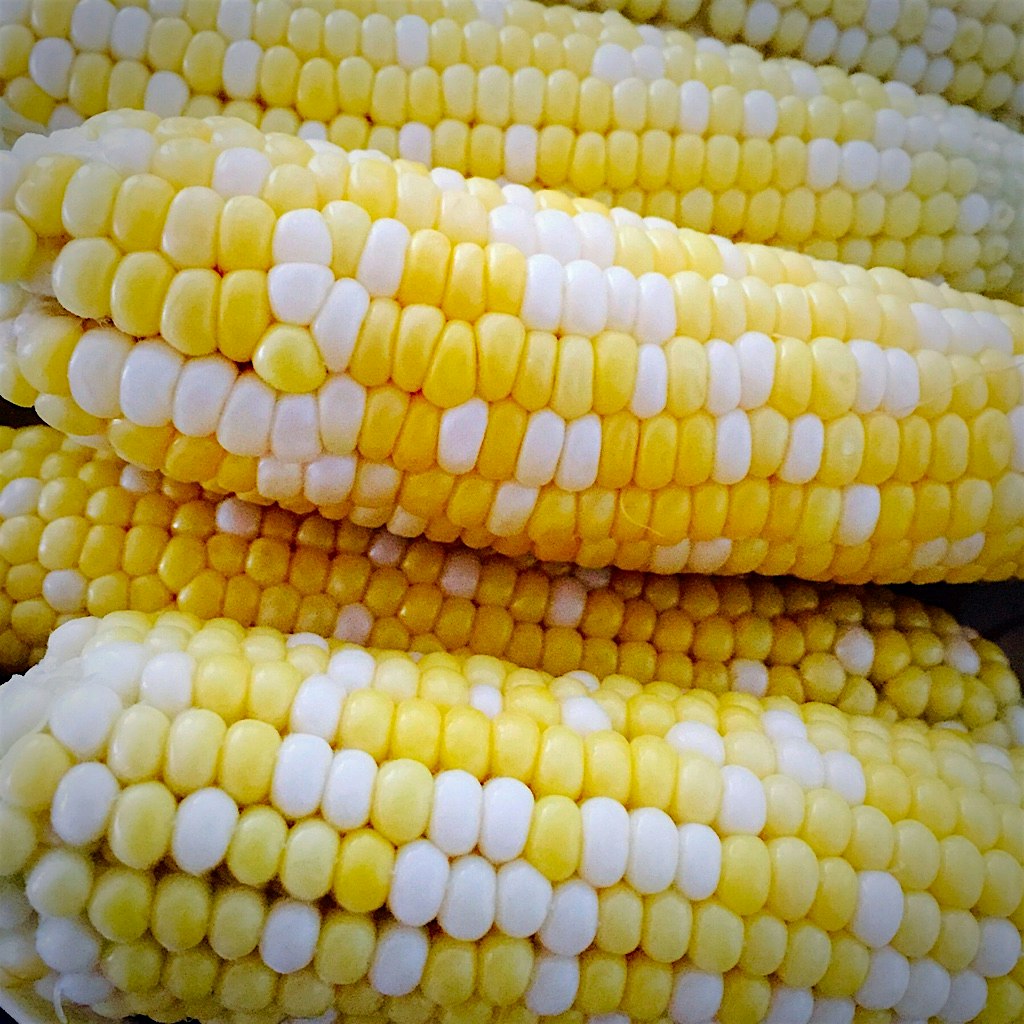 The corn is delicious this year! Got these babies out at one of the farms in Langley when we went...