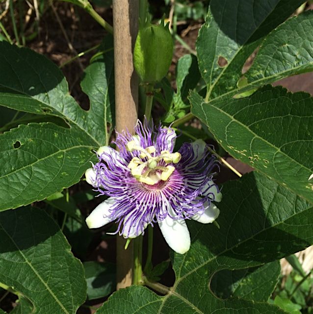 The Maypop popped! My first time growing this native passion fruit.