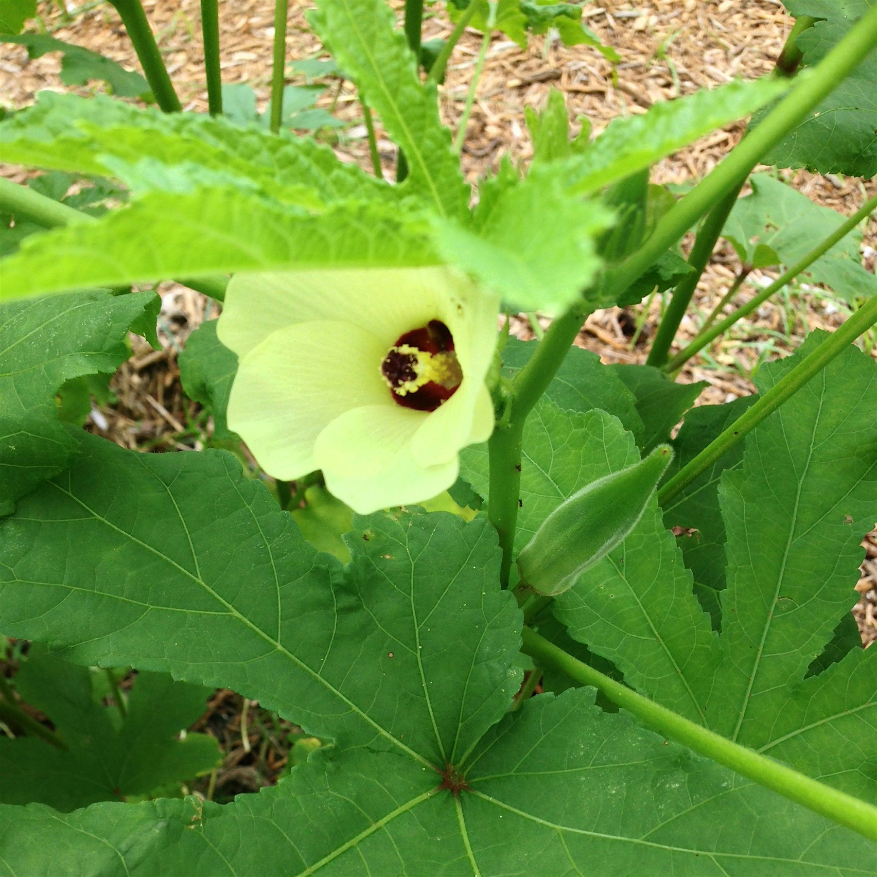 Okra flower