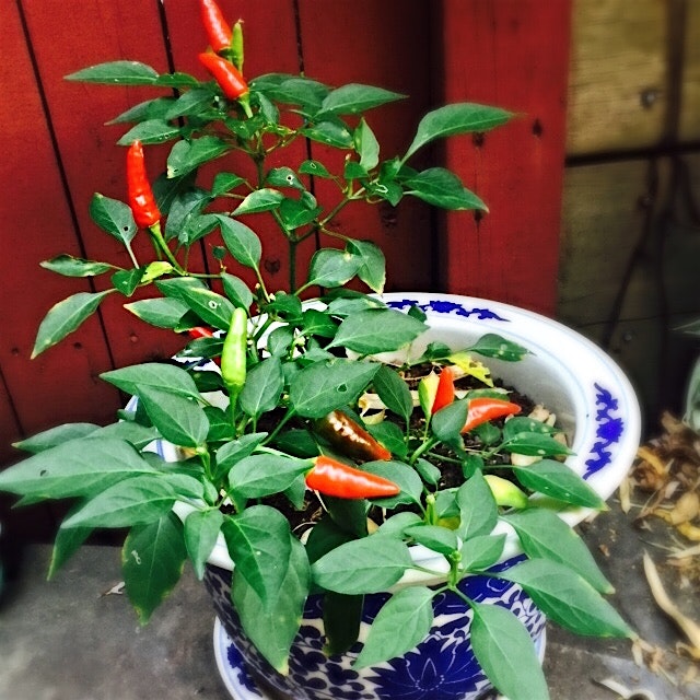 Spicy Thai chiles growing in the yard #redeats
