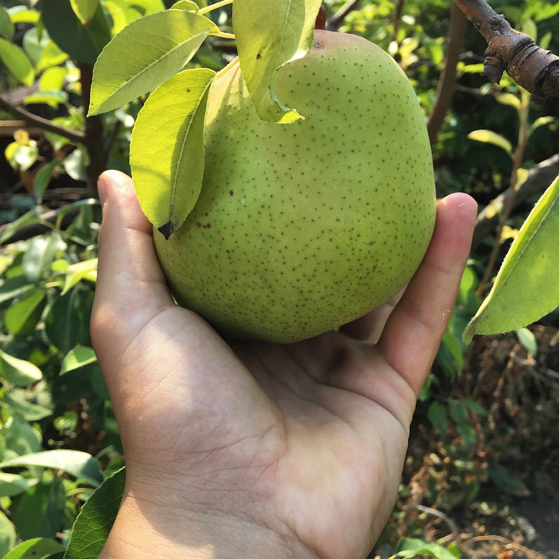 Eat local food everywhere you go with Purpledinner.com