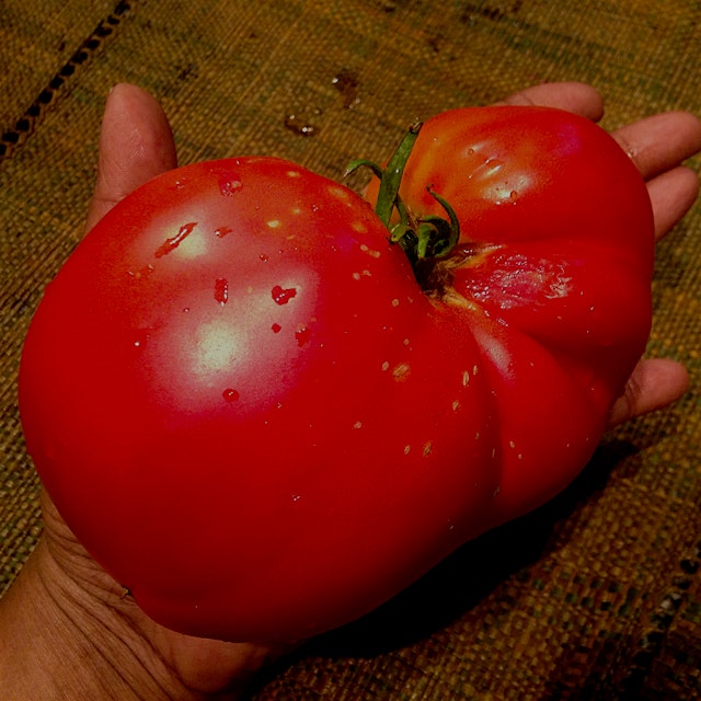 It's full-on Tomato Mania in our backyard. This beauty was the size of my entire hand. #tomato #m...