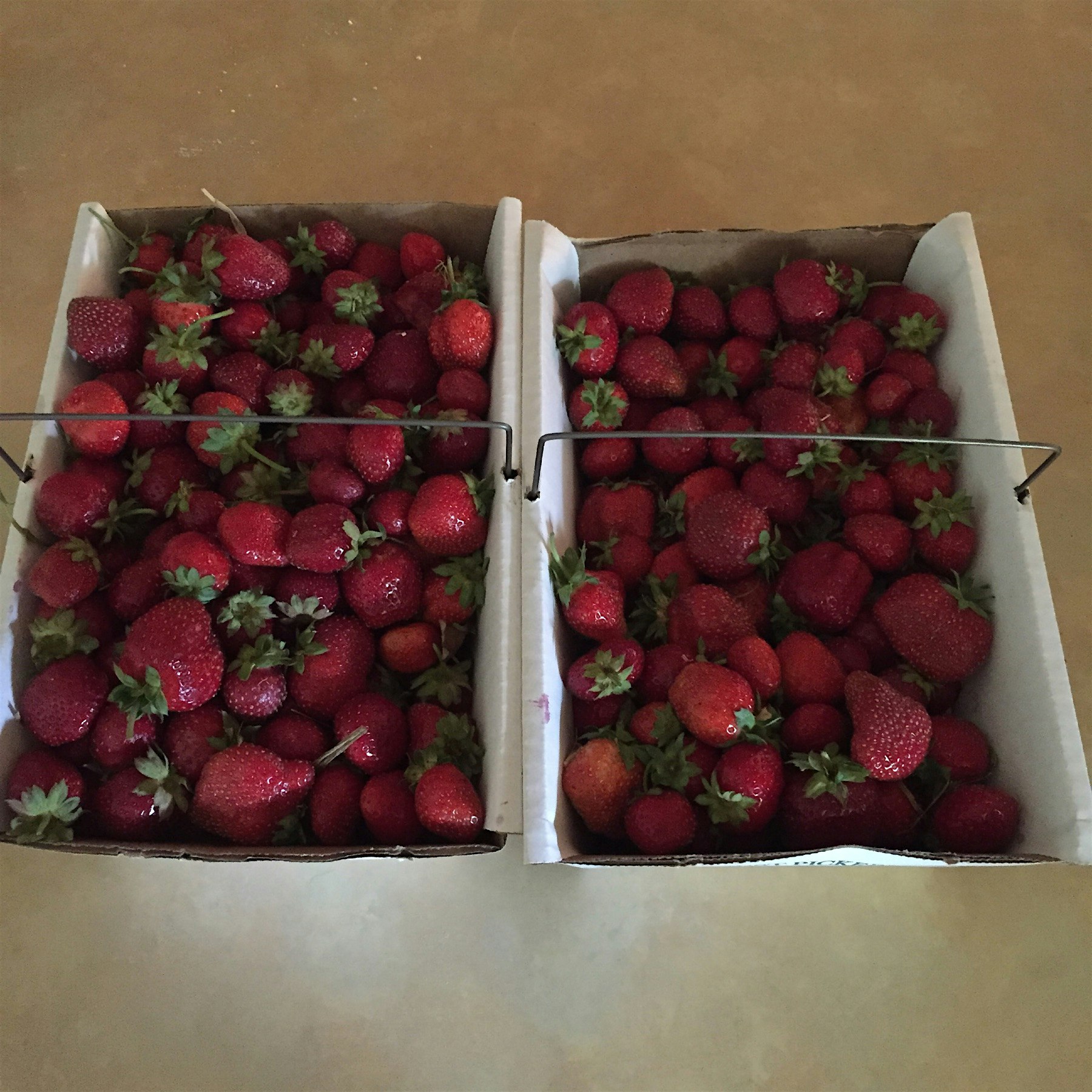 The strawberry bounty 