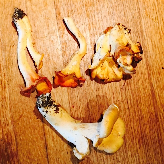 Today's upstate eating adventure - mushroom foraging.